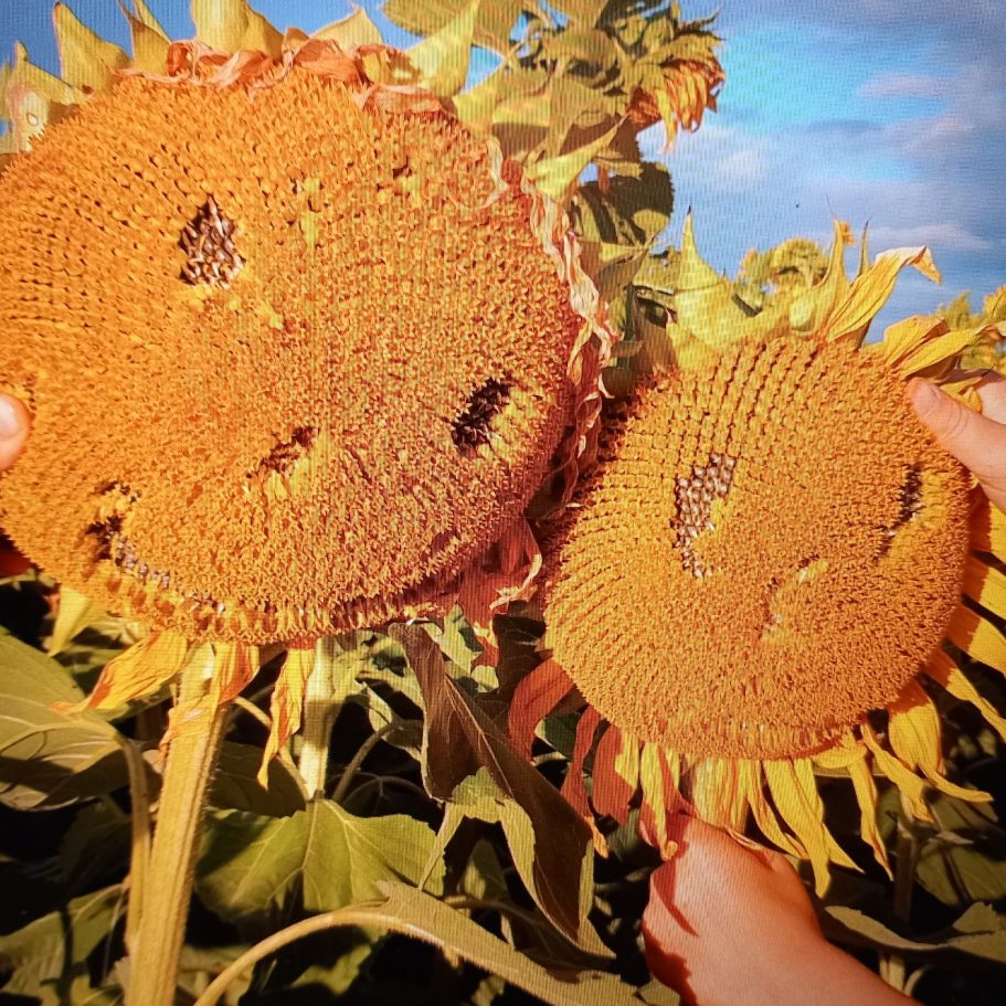 Lachenden Sonnenblumen